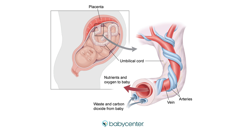 Placenta biological design inspiration