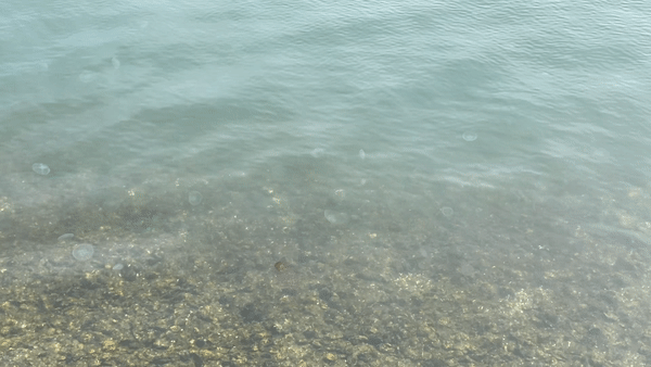 GFP jellyfish biosensor