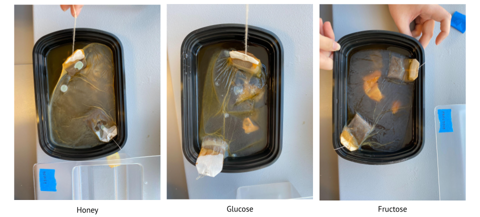 Experiment 1, week 2