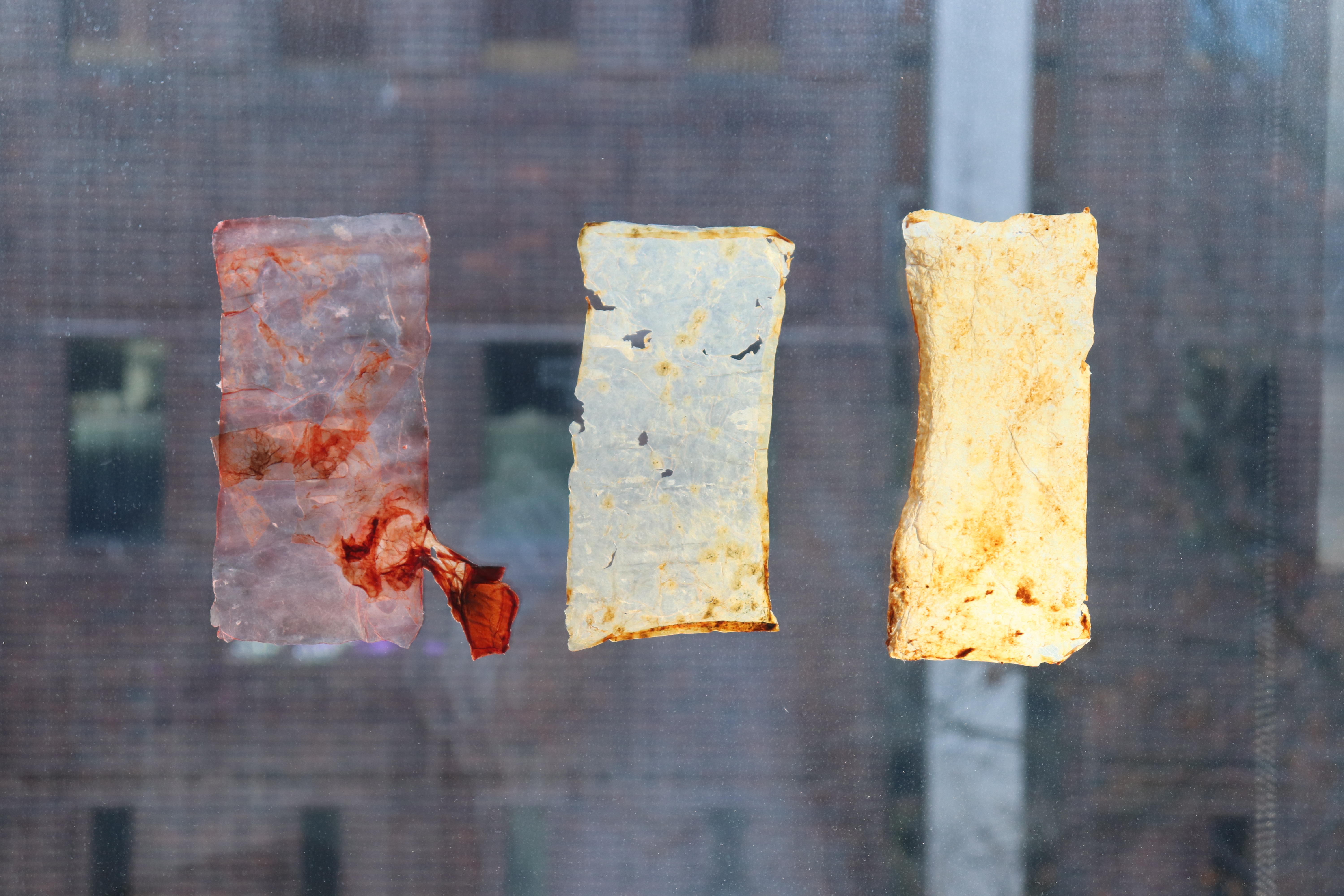 SCOBY tea bag process