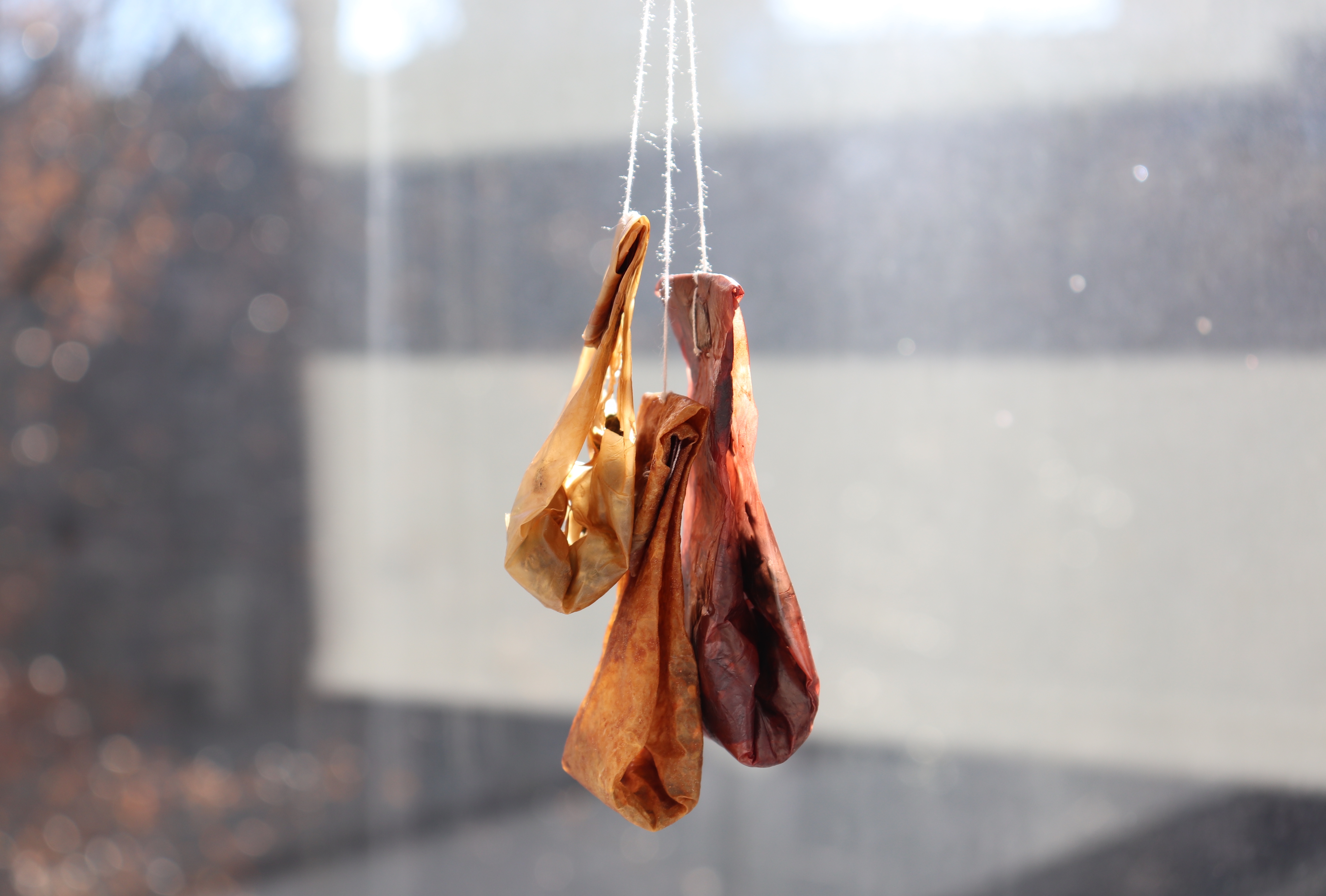 Finished SCOBY tea bag